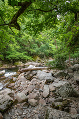 Fototapeta na wymiar stream in the forest