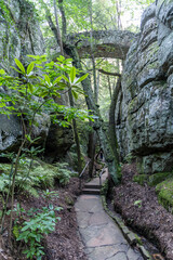 path in the forest