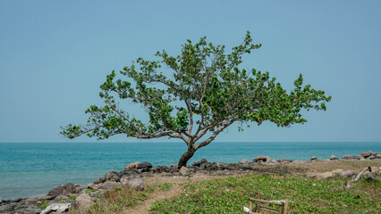 Fototapeta na wymiar trees on the beach