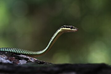 Fototapeta premium Golden Tree Snake (Chrysopelea ornata), Close-up shot of a snake raising its head, spreading its hood to intimidate the enemy.