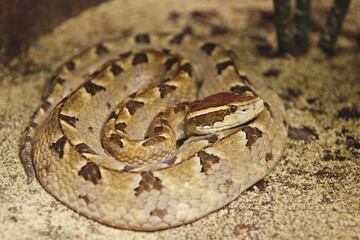 Malayan Pit Viper (Calloselasma rhodostoma), head and upper body are reddish-brown or gray-brown. There is a dark stripe in the shape of a triangular end to the spine. 