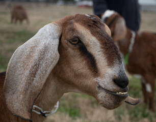 Close Up of a Brown, Tan, and Off White Female Nubian Dairy Goat.