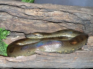 Green Anaconda (Eunectes murinus) on the floor, waters