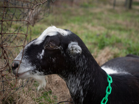 Black and White Nubian Dairy Goat with Green Collar in Profile