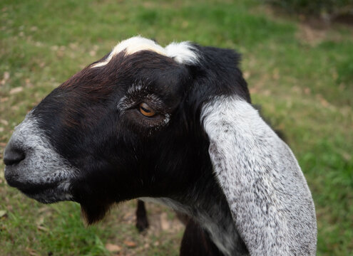 Close Up of the Head of a Black Nubian Goat with White Ears