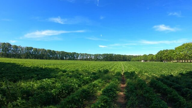 View of rows of flowering strawberry plants in the farm landscape. Smart agriculture, farm, . Turkey