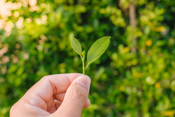 Closeup nature view of Tree top green leaf in garden at summer under sunlight. Natural green plants landscape using as a background or wallpaper.