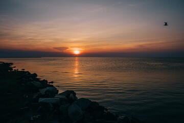 Fototapeta premium Bird flying over colorful sunset in Cape Charles, Virginia