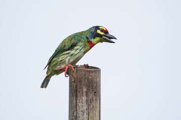 Coppersmith Barbet sits on a stick
