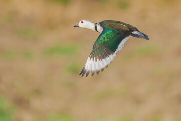 Cotton Pygmy-goose flying in beautiful light