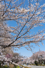 Fototapeta premium 国立市・大学通りの桜（東京都国立市東）