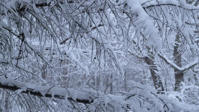 寒い冬の日　森にふる雪