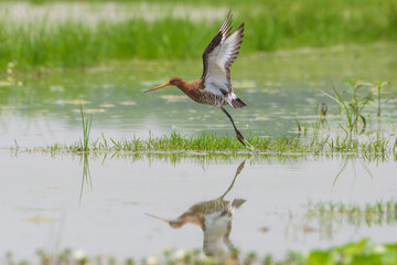 Eastern Black-tailed Godwit in flight