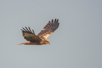 Eurasian Marsh Harrier in flight.