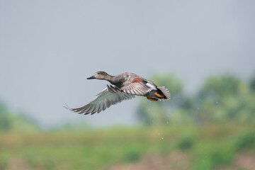 Gadwall in flight.