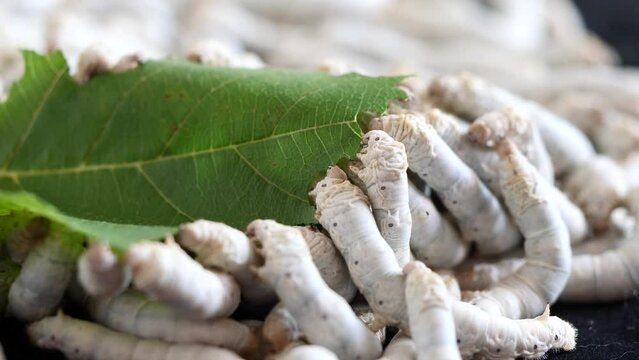 Mature silkworms eat fresh mulberry leaves, close up view, 4k slow motion footage, agriculture concept.