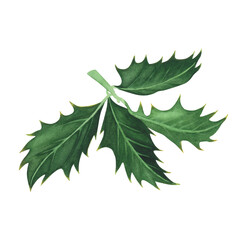 Christmas plant holly leaves isolated on white background. Watercolor hand drawn Xmas illustration. Art for design