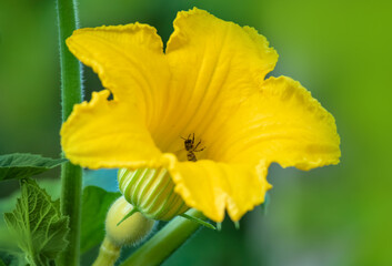 Eine Biene kommt mit Pollen bedeckt aus einer Kürbisblüte heraus