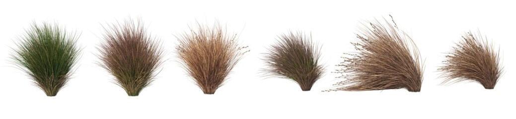 Fototapeta premium Grass panorama on a white background