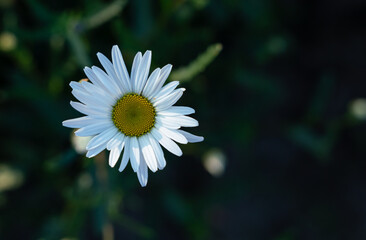 Fototapeta premium Chamomile flower isolated on dark background.