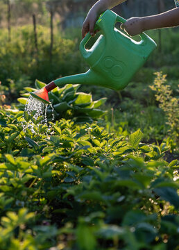 Watering strawberry seedlings in the garden, in the country