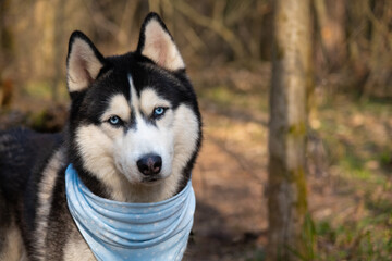 Husky portrait. A dog with blue eyes and a blue scarf. Husky in the forest. Dog muzzle close-up. There is space for text