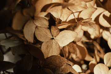 Beautiful dry flowers. Dried hydrangea petals in sunlight close up. Stylish poster, soft focus