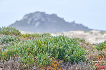 View of fynbos with the mountain in the background in Cape Town, South Africa. Closeup of scenic landscape environment with fine bush indigenous succulent plants growing in a nature reserve
