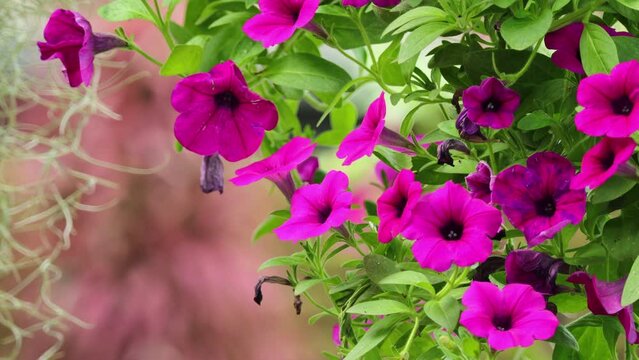 A Beautiful pitunia flower in the garden. Blooming beautiful park is decorated with pitunia flowers in pots.