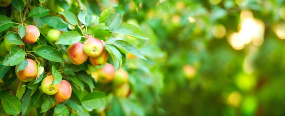 Closeup of apples growing on a tree in a sustainable orchard on a sunny day outdoors. Juicy, nutritious, and fresh organic fruit growing in a scenic green landscape. Ripe produce ready for harvest - Powered by Adobe