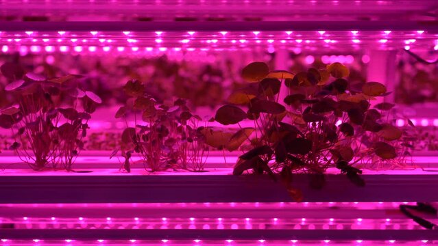 Eco organic modern smart farm . Vegetable green salad growing in hydroponic system. Plant cultivated in hydroponic system with red phyto lamp. 
