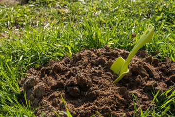 Shovel in the ground. A bed in the garden. Spring, summer time. Cultivation of the land