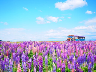 Fototapeta premium 北海道の絶景 フラワーランドかみふらの ルピナス畑を走る遊覧バス