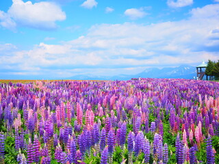 北海道の絶景 フラワーランドかみふらの ルピナス畑の風景