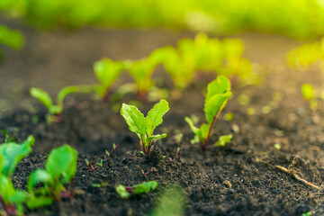 Leaves of a young growing beetroot in the soil of a vegetable garden close-up at sunset
