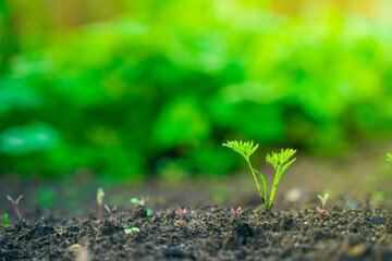 The first young carrot sprout in the soil close-up with a blurred background