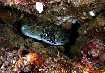 Naklejka na ściany i meble Map pufferfish sheltered under a rock Boracay Island Philippines