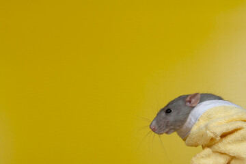 The rat is wrapped in a yellow terry towel on a yellow background. Pet in a warm towel after bathing
