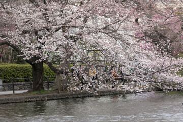 石神井公園の桜（東京都練馬区石神井台）