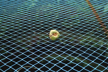 A young baby coconut on the net