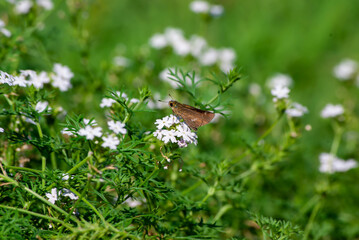 セセリチョウと花