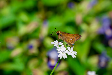 セセリチョウと花