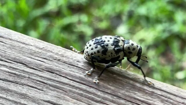 Weevil Walking Macro Shot Side View
