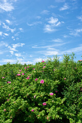 Fototapeta na wymiar Blossoming sylter rose plant under the blue cloudy sky. A calm summer day with beautiful green lush on a sunny day. A scenic view of the foliage with the clear sky in the background and copy space