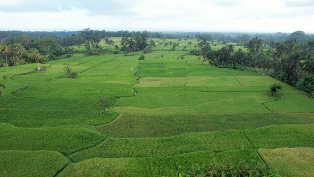 Green rice fields at Bali upland, aerial shot at evening time. Rather big cultivated area sectioned with mediocre terraces, coconut trees seen growing at borders and at water channels