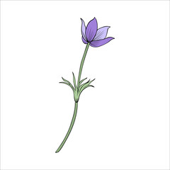 Lumbago meadow, Pulsatilla flower ink sketch, Vector Pasque flower isolated on white, floral colorful illustration, Botanical drawing of Perennial poisonous flowering plant for design