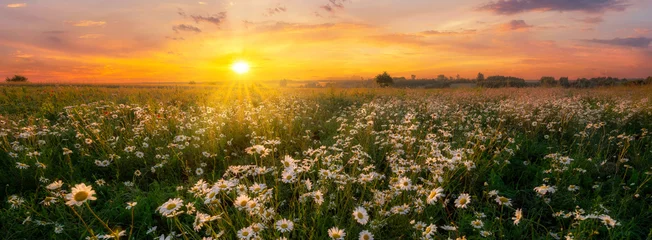 Fotobehang Oranje Beautiful summer sunrise over wild daisy flowers meadow  © Piotr Krzeslak