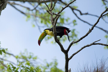 Tucan
