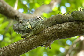 Leguan auf Ast