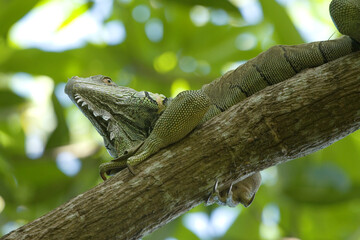 Leguan auf Ast